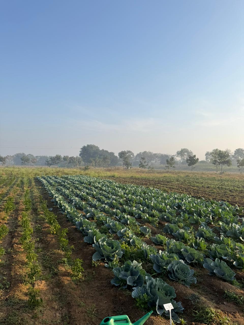 Rows of cabbage crops on the research farm