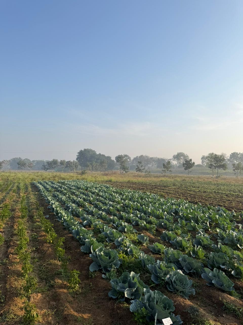 Wide view of cabbage rows with clear morning sky