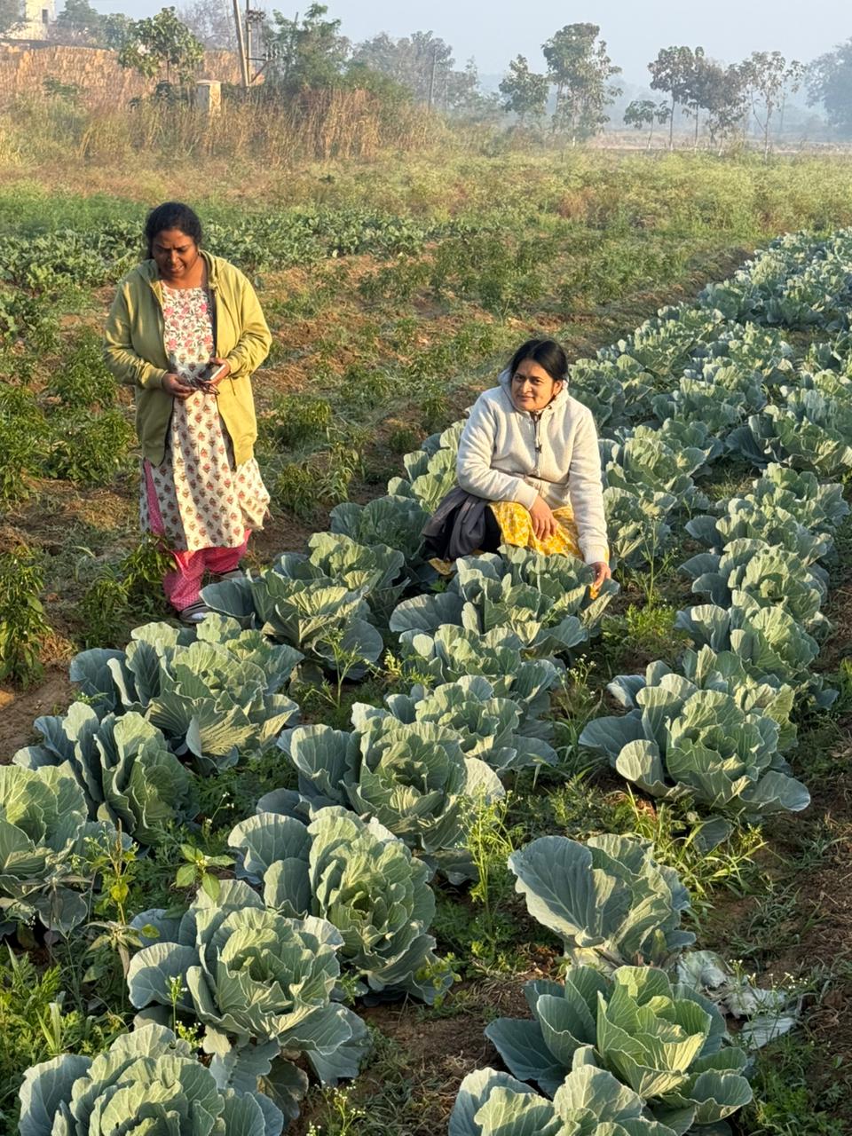 VNRVJIET faculty inspecting cabbage crops in the field